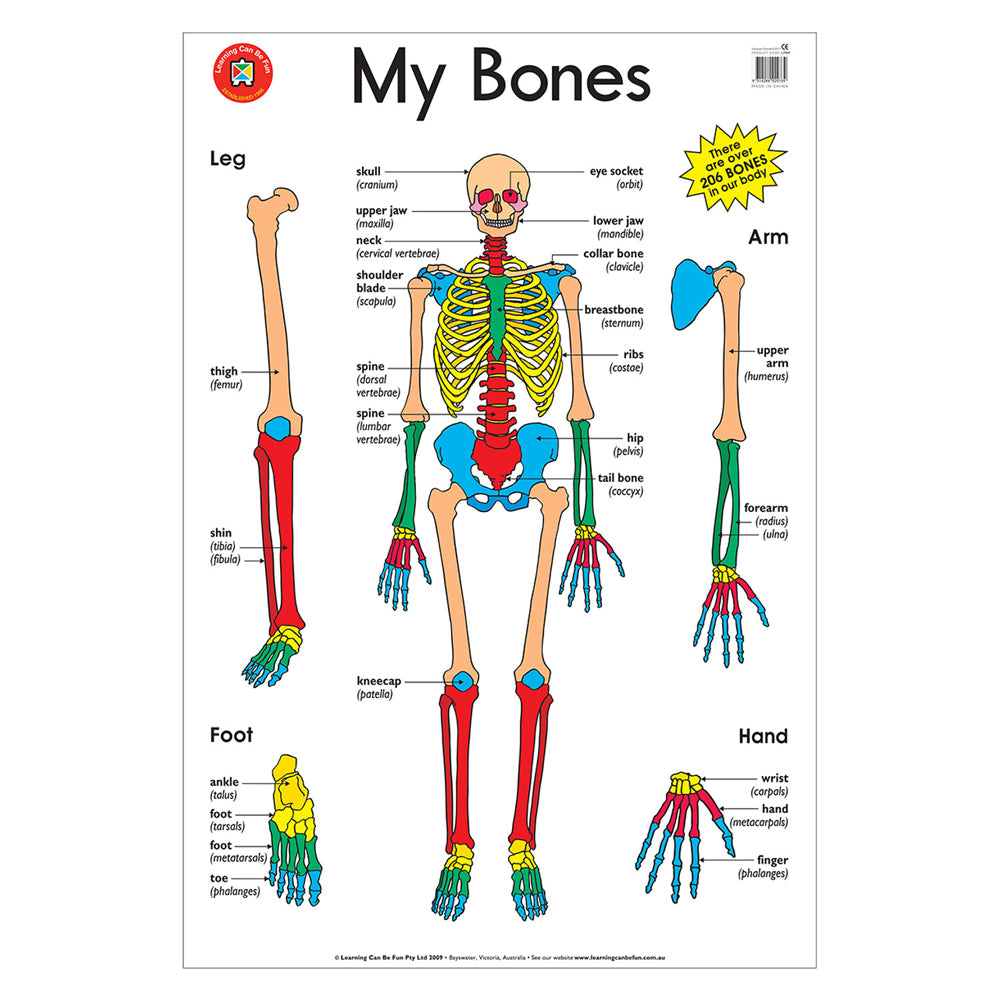 My Bones Educational Poster